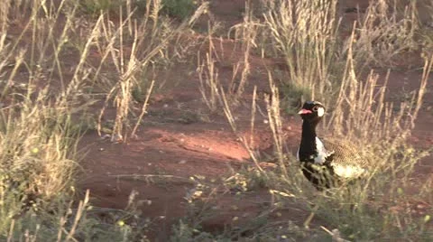 A black korhaan bird Stock Footage 16452726