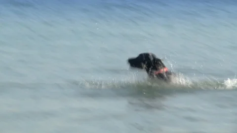 Black Lab Dog chases ball into water at Dog Beach Stock Footage 124875705