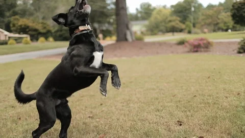 Black Lab Dog Trying to Catch Ball in Slow Motion Stock Footage 94293691