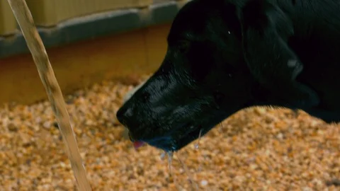 Black lab drinking from hose Stock Footage 89207565