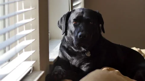 Black lab falls asleep at window, 4K Stock Footage 47946268