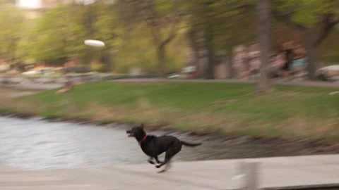BLACK LAB FRISBEE Stock Footage 178563892