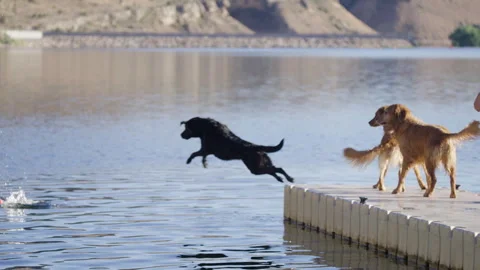 Black Lab Jumping into Lake from Dock as Golden Retrievers Watch in Slow Motion Stock Footage 315891609