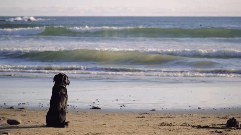 Black Lab just Chillin on the Beach watching the Waves in Slow Motion Stock Footage 91992604