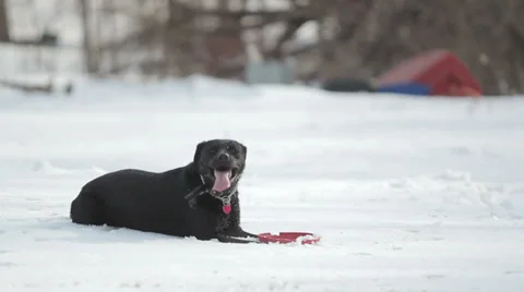 Black Lab Laying in Snow Stock-Footage 32068539
