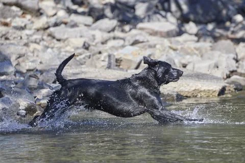 Black lab leaps into the water. Stock Photos