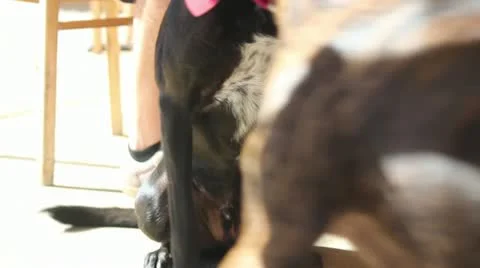 Black Lab On Leash Stock Footage 11441403