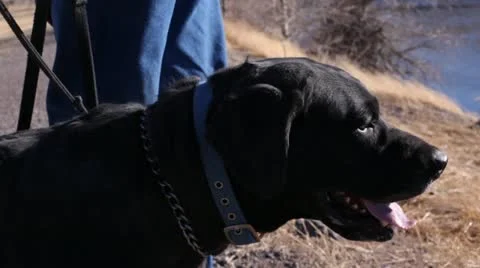Black Lab on Leash Panting Stock Footage 21236556