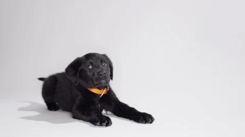 Black lab with negative space on white screen puppy Stock Footage 110748885