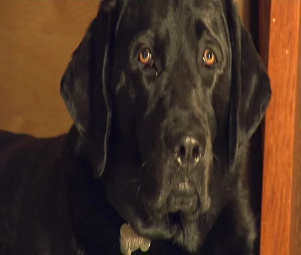 Black lab-NTSC 動画素材 5989828