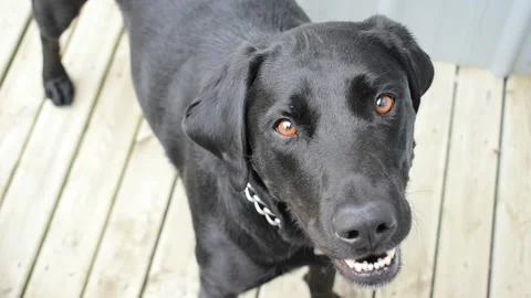Black Lab Panting Stock Footage 171092818
