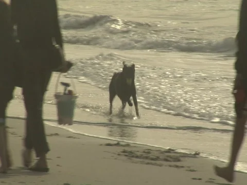 Black lab playing fetch at beach Video stock 707768