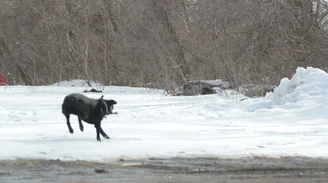 Black Lab Playing Fetch Video stock 32069384