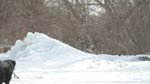 Black Lab Playing Fetch in Snow Stock-Footage 32067090