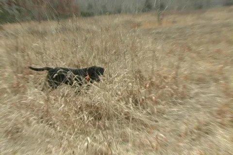 Black lab pointing pheasant Video stock 753310