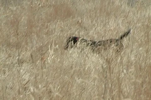 Black lab points and flushes pheasant . pheasant gets shot with sound Video stock 753283