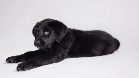 Black lab puppy play bow and lunge Video stock 110748975