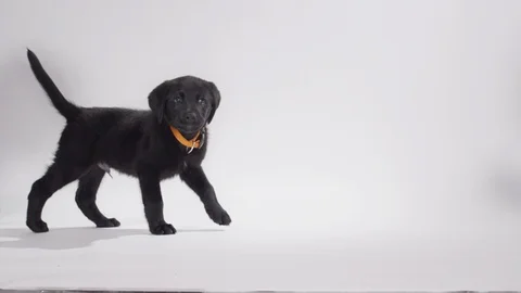 Black lab puppy on white screen biting tail Video stock 110749020