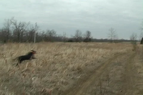 Black lab retrieves pheasant Video stock 753278