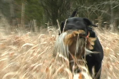 Black lab retrieving pheasant hunting Video stock 731450
