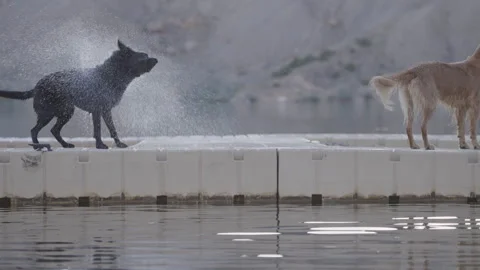 Black Lab Running on Dock Shaking Off Water Beside Golden Retriever at Lake Stock Footage 315896587