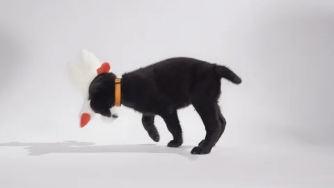 Black lab shaking toy slow motion Stock Footage 110748879