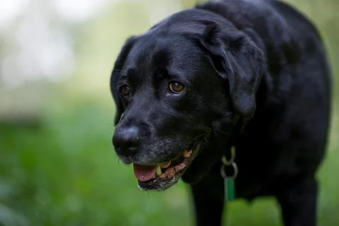 Black Lab Smiling Stock Photos