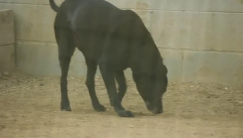Black Lab Sniffing Ground Stock Footage 11361035