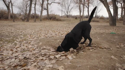 Black lab sticking head into hole in the park Stock Footage 328866549