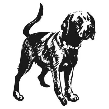 Black lab vector hand drawn vector black and white Stock Illustration