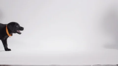 Black lab walking across frame white background Stock Footage 110748856