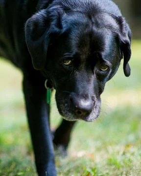 Black Lab Walking Stock Photos