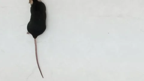 Black laboratory mouse Stock Footage 170241125