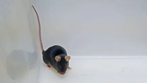 Black laboratory mouses in cage Stock Footage 124847438