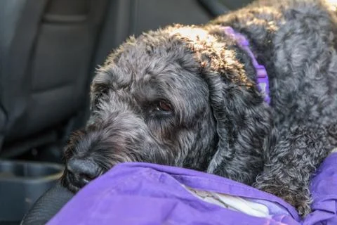 Black labradoodle lying down in the back of a car Stock Photos