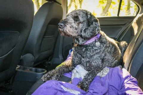 Black labradoodle lying down in the back of a car Stock Photos