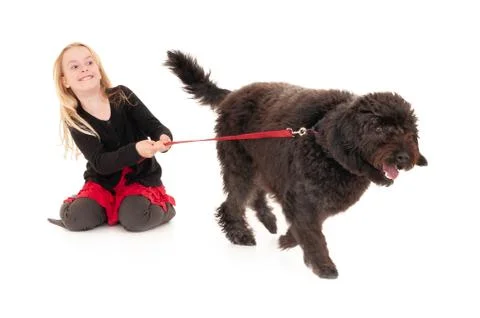Black labradoodle on a red leash pulling happy, young blonde girl along. Isol Stock Photos