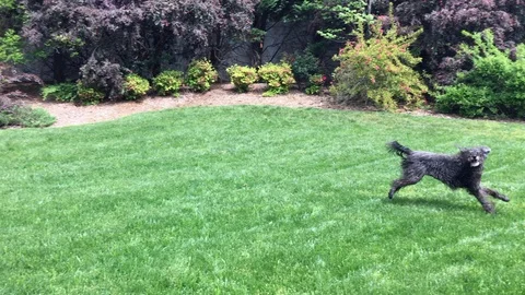 Black labradoodle running jumping to fetch a disc on lush green grass Stock Footage 89037424