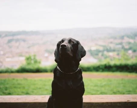 Black Labrador in Bath Stock Photos