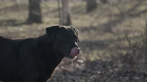 Black Labrador breathing Stock Footage 231908807