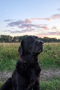 Black labrador close up Stock Photos
