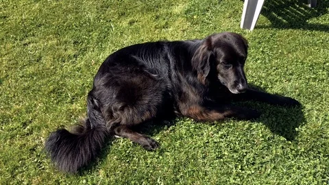 Black labrador dog on the grass 2 Video stock 88300452