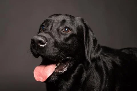 Black labrador dog portrait . Stock Photos
