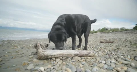 Black Labrador Dog Sniffs Log on stony Beach, Low tide, 4K Stock Footage 227282380