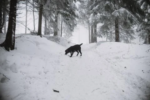 Black Labrador dog in the snow in forest Stock Photos