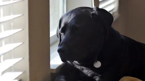 Black labrador dozes off at window, 4K 库存影片 47946509