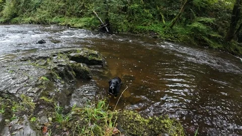 Black Labrador Enjoys Refreshing Mountain Stream at Angel Falls Stock Footage 318513559
