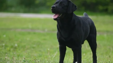 Black labrador Stock Footage 51324660