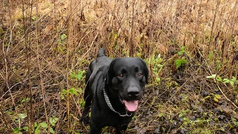 Black labrador in front of the camera Stock Footage 119172864