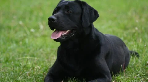 Black labrador gnaws stick Stock Footage 51324707
